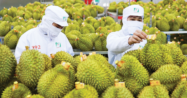 Năm 2026, thí điểm truy xuất nguồn gốc đầu tiên với sầu riêng