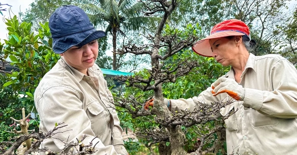 Mai Tết vào độ, nông dân 'chạy nước rút'