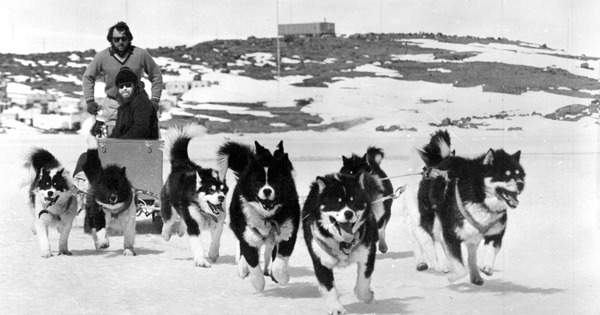 Vì sao những chú chó bị “trục xuất” khỏi Nam Cực vào năm 1994?