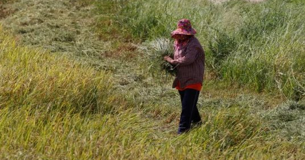 Vừa vượt mặt Trung Quốc, xuất khẩu gạo của Ấn Độ đón cú sốc mới từ một quốc gia châu Á