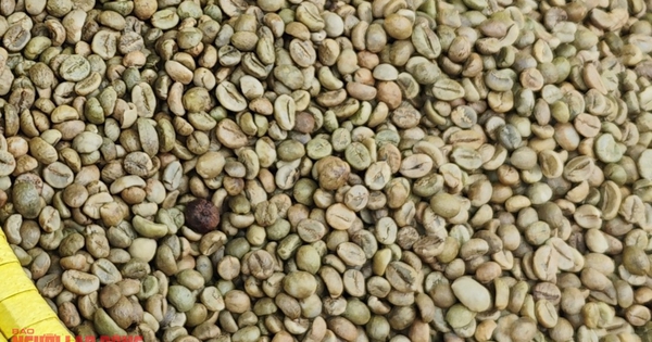 Giá cà phê hôm nay 14-1: Tăng đồng loạt, Brazil xuất khẩu giảm sâu