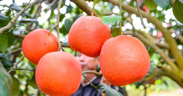 Thứ quả đỏ rực từng chỉ dành cho vua chúa nay được săn lùng trưng Tết với giá 2 triệu/quả