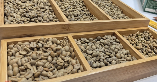 Giá cà phê hôm nay 15-1: Robusta ồ ạt ra thị trường