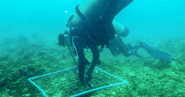 "Kho báu" dưới nước ở vịnh Nha Trang hé lộ nhiều hoạt chất quý