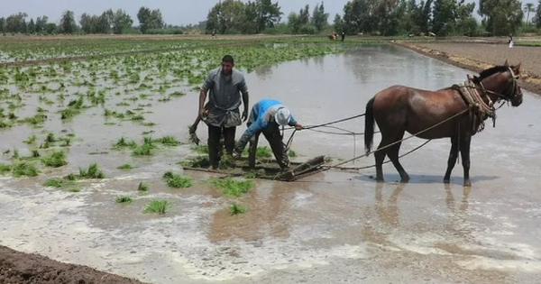 Mỹ áp thuế mới với Iran, gạo một quốc gia châu Á đón sóng gió, chính phủ lập tức trấn an ‘vẫn trong tầm kiểm soát’