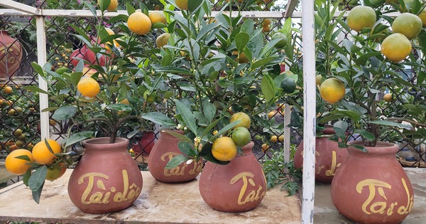 Quất bonsai mini giá vài trăm ngàn đồng mỗi bình