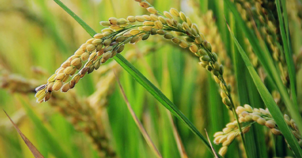 Philippines cùng ông trùm châu Á dừng nhập khẩu, gạo Việt xoay trục sang những thị trường nào trong năm 2025?