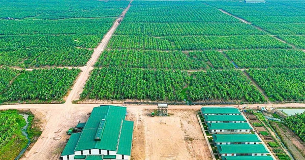 HAGL thoái vốn thành công tại HAGL Agrico