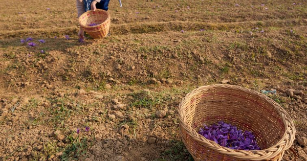 Gia vị đắt nhất thế giới bất ngờ gặp 'bão táp': Sản lượng thấp kỉ lục, là hoa quý chỉ nở 36 tiếng mỗi năm