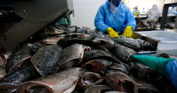 Không phải cá tra hay cá ngừ, một sản vật của Việt Nam được người Mỹ cực kỳ mê: Xuất khẩu tăng 141%, châu Âu, Trung Đông đều ưa chuộng