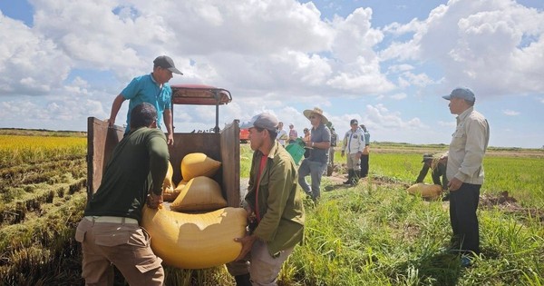 Lúa Việt làm nên kỳ tích tại Cuba, nhập khẩu gạo xuống mức thấp kỷ lục