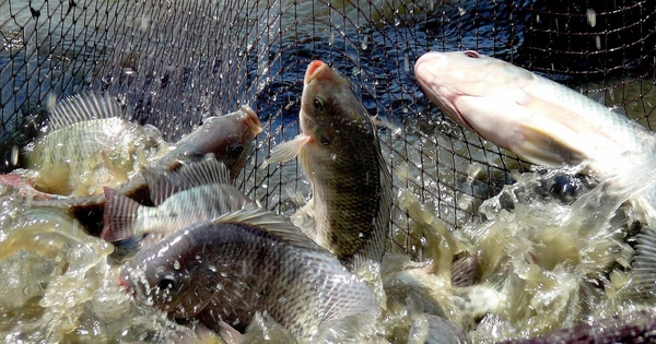 "Kho báu" dưới nước mang dấu ấn Việt Nam trên đất Cuba