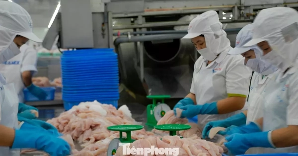 Cá tra Việt Nam bán cho Trung Quốc nhiều nhất