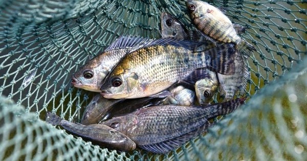 Bán cá rô phi số 1 Việt Nam, doanh nghiệp báo lãi 1.000 tỷ, gấp 21 lần năm trước