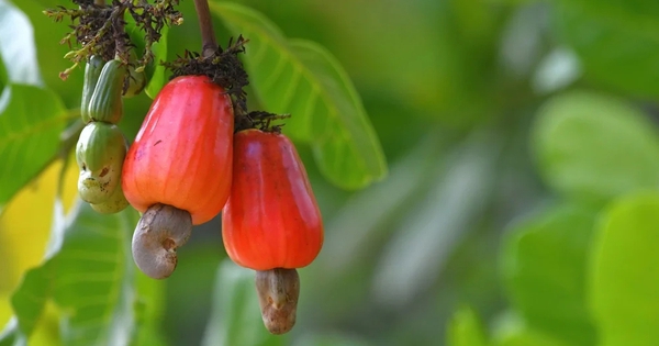 Cuba "mở kho" 2.000ha đất cho DN Việt, hé lộ mục tiêu với mặt hàng mà Việt Nam đang thống lĩnh thế giới