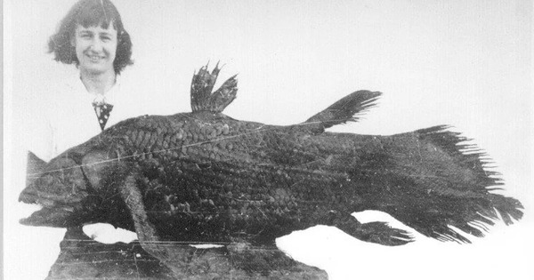 Làm thế nào để hồi sinh một loài được cho là đã tuyệt chủng 66 triệu năm?