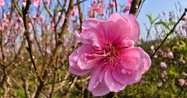 Hoa đào nở rộ, người trồng đào lo mất Tết