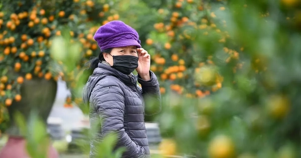 Mưa rét phủ làng quất Tứ Liên, người Hà Nội vẫn hào hứng ‘săn’ quất