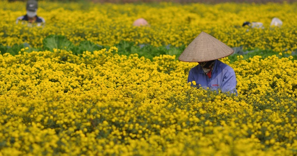 Từ "thượng phẩm tiến Vua" đến cánh đồng bạc triệu: Loài hoa vàng rực đang đổi đời nông dân