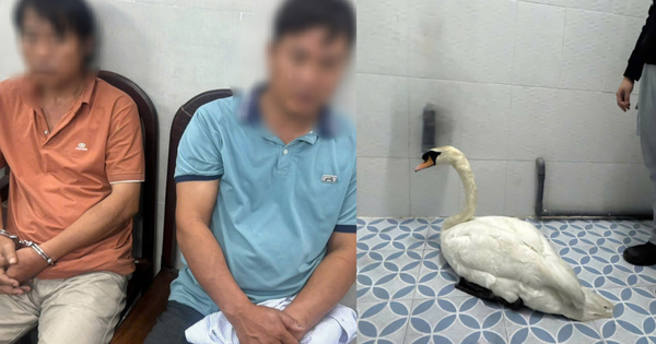 Đối tượng trộm thiên nga trắng ở Thảo Cầm Viên Sài Gòn khai gì?