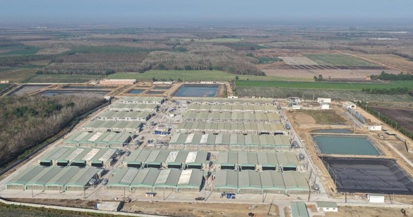 Phó Tổng giám đốc BAF: Dịch tả heo châu Phi là “bài toán sống còn”, ngành bước vào chu kỳ tái cấu trúc, giá heo 2026–2028 có thể đi theo 2 kịch bản