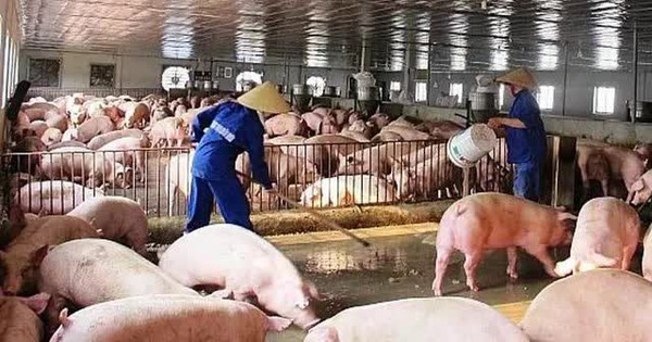 Việt Nam chi gần 2 tỷ USD nhập khẩu thịt