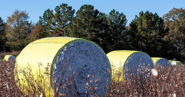 Việt Nam sở hữu 'mỏ vàng' gì mà thu gần 40 tỷ USD năm qua: Mỹ liên tục săn lùng, nước ta là ‘trùm’ đứng thứ 3 thế giới