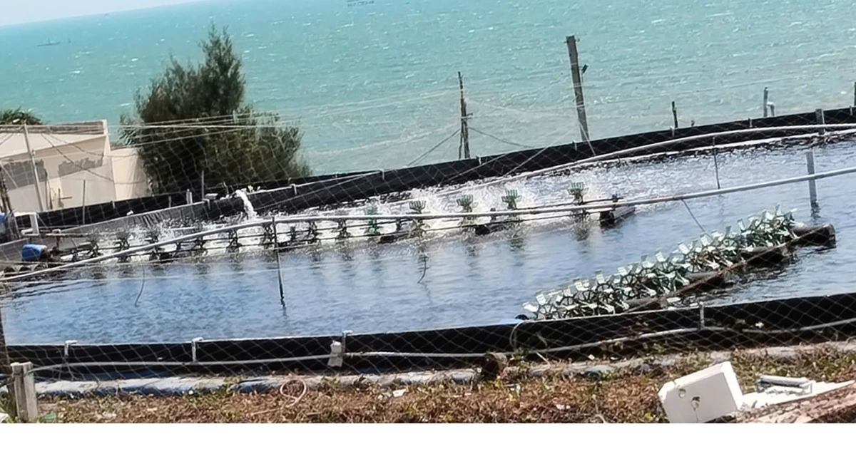 Dừng dự án 'tôm Bình Thuận' người nuôi tôm ảnh hưởng không ?