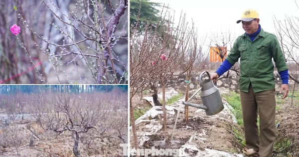 Lý do đào La Cả không vội Tết