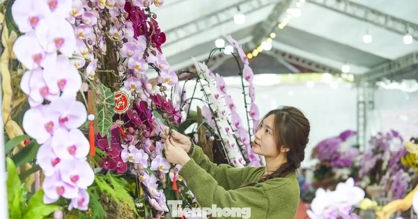 Nông dân Thanh Hóa chi hơn 10 tỷ làm vườn lan 4 vạn cây