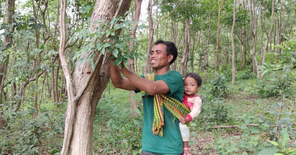 Loại gỗ quý "đắt như vàng" ở Việt Nam: Cần trăm năm để lớn nhưng có thể biến mất chỉ sau một đêm