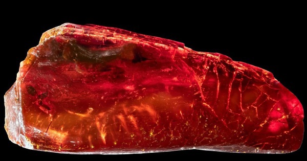 Sưu tập hổ phách, đại thi hào Đức "nhốt" sinh vật 40 triệu tuổi mà không hay