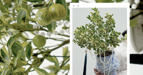 Trang trí nhà đón Tết: Loại quất kén người chơi nhưng khi đã hợp thì sang khỏi phải bàn