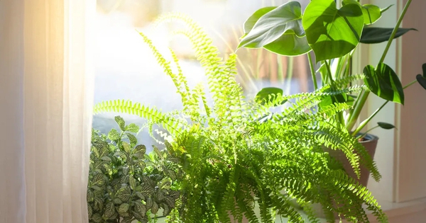 3 loại cây không nên đặt trong nhà vào năm Bính Ngọ