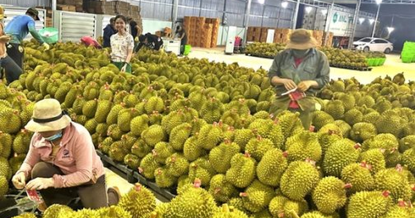 Sầu riêng Thái Lan đón tin không vui