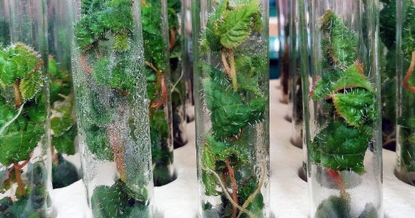 Phát minh của Mỹ làm rung chuyển ngành xây dựng: Tạo ra 'siêu gỗ' từ cây chỉnh sửa gen, có thể thay thế thép và bê tông