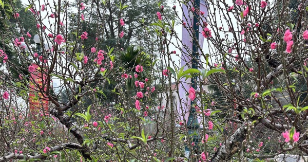 "Cụ" đào trăm năm tuổi, giá thuê 120 triệu đồng giữa phố Hà Nội