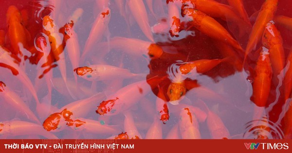 Thủ phủ cá chép rộn ràng vào vụ Tết ông Công ông Táo