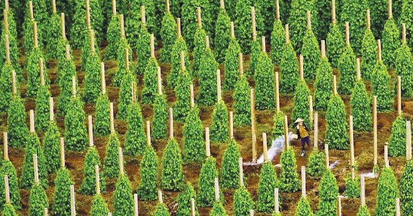 Thuế Mỹ siết chặt, 'vàng đen' của Việt Nam vẫn lập kỷ lục hơn 2 tỷ USD, các doanh nghiệp xuất khẩu tăng trưởng hàng nghìn %