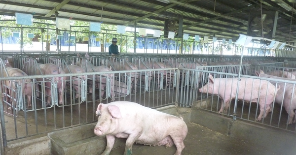 Giá heo hơi hôm nay, 7-2: Bất ngờ với giá thịt heo 1 tuần trước Tết
