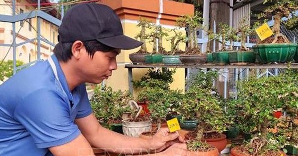 Hoa Tết vào vụ, chợ hoa xuân rộn ràng