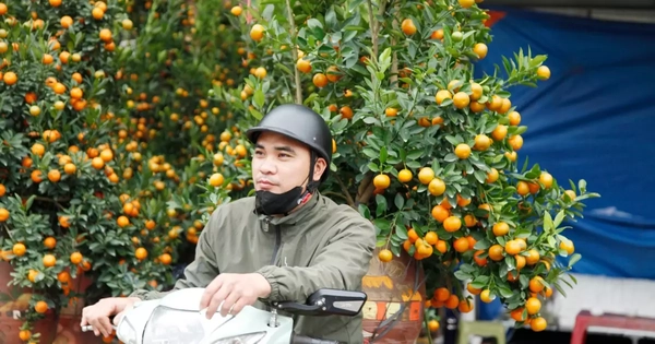 Người vận chuyển đào quất 'hái ra tiền' dịp Tết