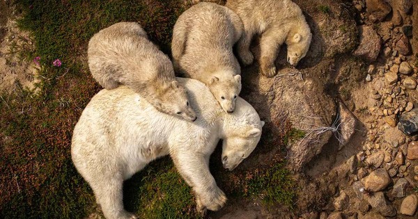 Hình ảnh gấu Bắc Cực ngủ trên bùn khiến thế giới giật mình