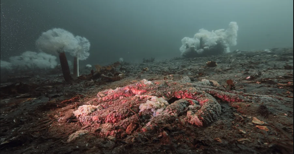 5 tỷ sao biển bỗng dưng chết hàng loạt: Điều gì đang xảy ra dưới đáy biển Bắc Mỹ?