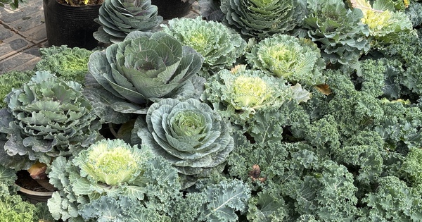 Độc lạ rau cải được hô biến thành cây cảnh chơi Tết