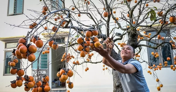 ‘Báu vật’ giữa vườn hồng cổ được trả nửa tỷ nhưng chủ không bán