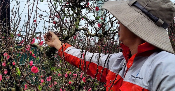 Hoa đào Tết nở sớm, người bán ngóng khách từng ngày