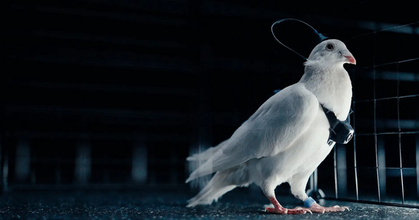 Phát minh như khoa học viễn tưởng của Nga gây chấn động giới công nghệ: Cấy chip não biến chim bồ câu thành thiết bị bay, không lo hết pin, tiếp cận được mọi địa hình