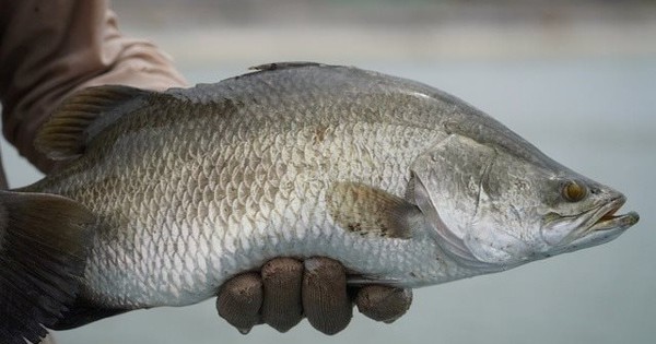 Bỏ nuôi tôm, lão nông miền Tây thu hàng trăm tỷ nhờ "thế thân" bằng loại cá nước lợ