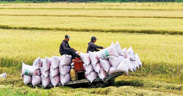 Giống lúa Việt mà nước nhập khẩu gạo số 1 thế giới muốn "lấy làm chuẩn thuế" hảo hạng đến đâu?